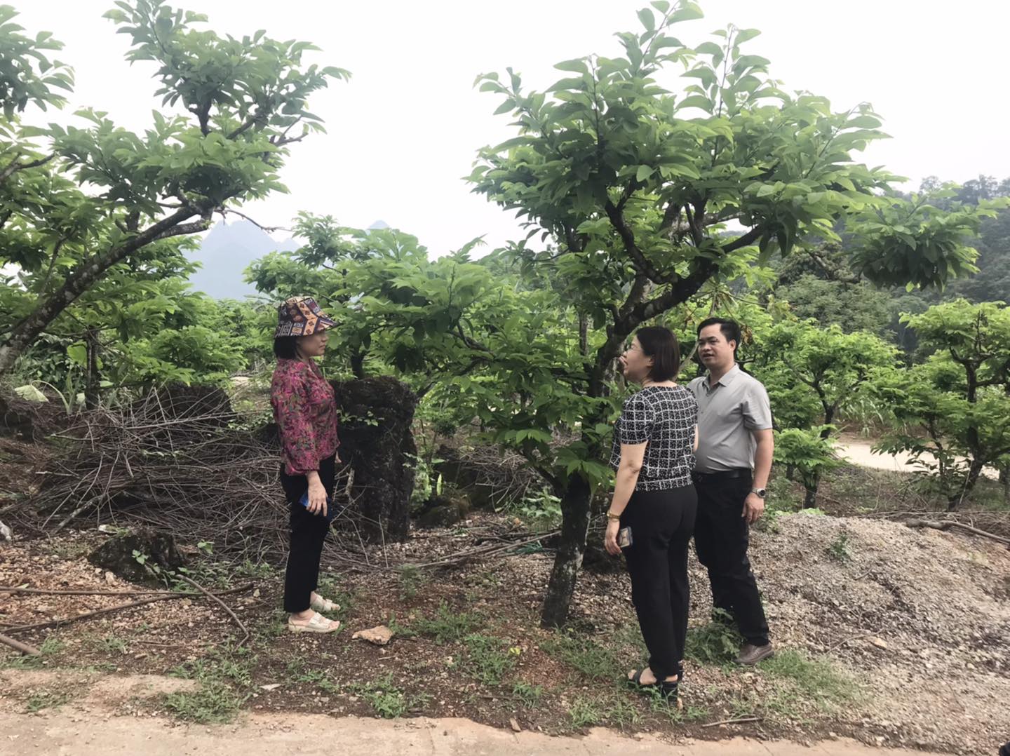 KIỂM TRA TIẾN ĐỘ TRỒNG HOA DÃ QUỲ VÀ THĂM MÔ HÌNH VƯỜN NA TẠI KHU VỰC PHONG QUANG