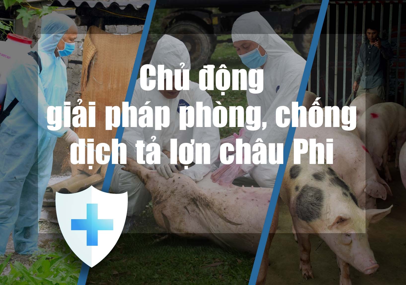  Tăng cường phòng, chống dịch tả lợn châu Phi