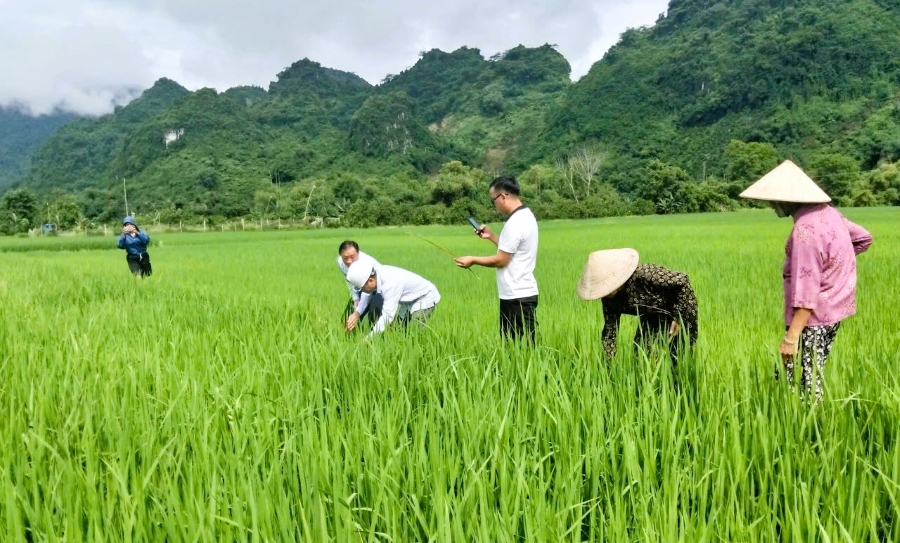 Trung tâm Dịch vụ công xã tổ chức kiểm tra, hướng dẫn phòng trừ sâu bệnh hại trên cây trồng vụ mùa, vụ hè thu năm 2026