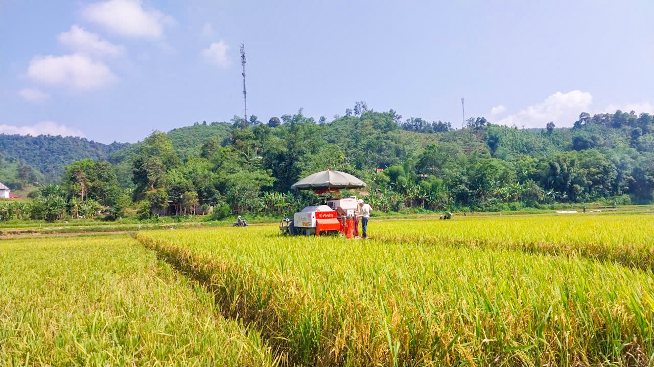 MÔ HÌNH SẢN XUẤT LÚA GIỐNG TẺ NƯƠNG HÀ GIANG – HƯỚNG ĐI MỚI NÂNG CAO GIÁ TRỊ NÔNG NGHIỆP TẠI XÃ QUANG BÌNH