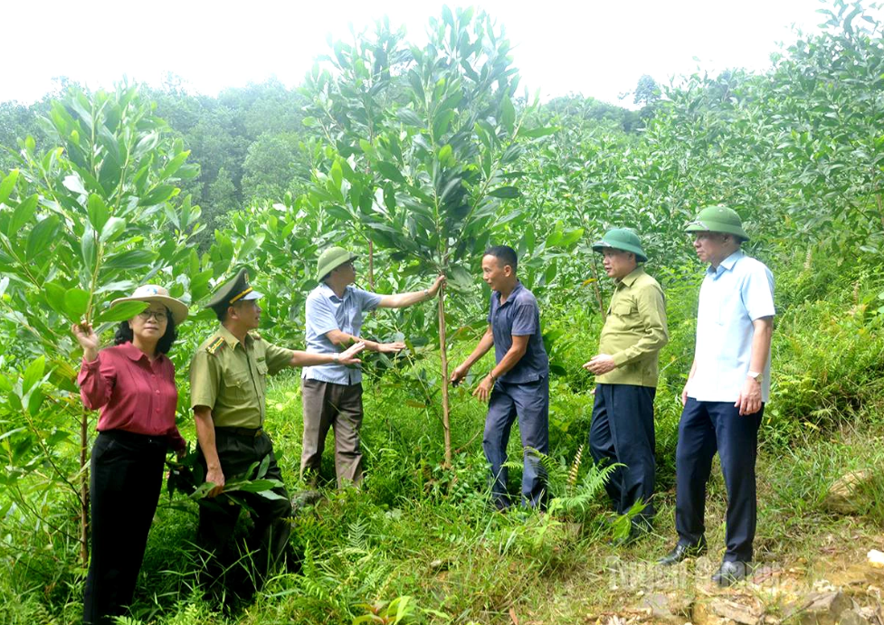 Ứng dụng công nghệ nâng cao giá trị sản xuất lâm nghiệp