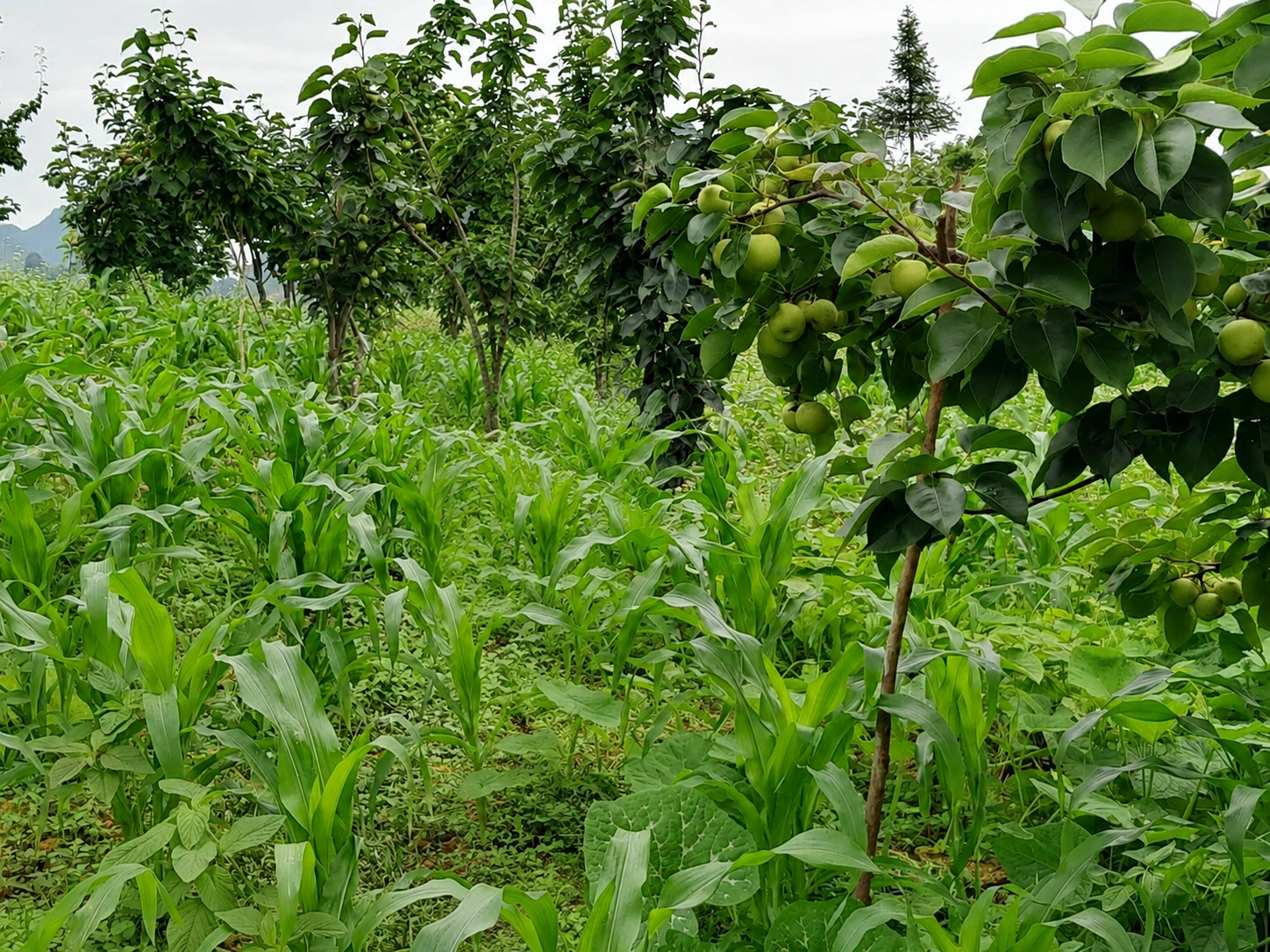 Vào mùa quả lê Tai Nung trên vùng Cao nguyên đá Đồng Văn