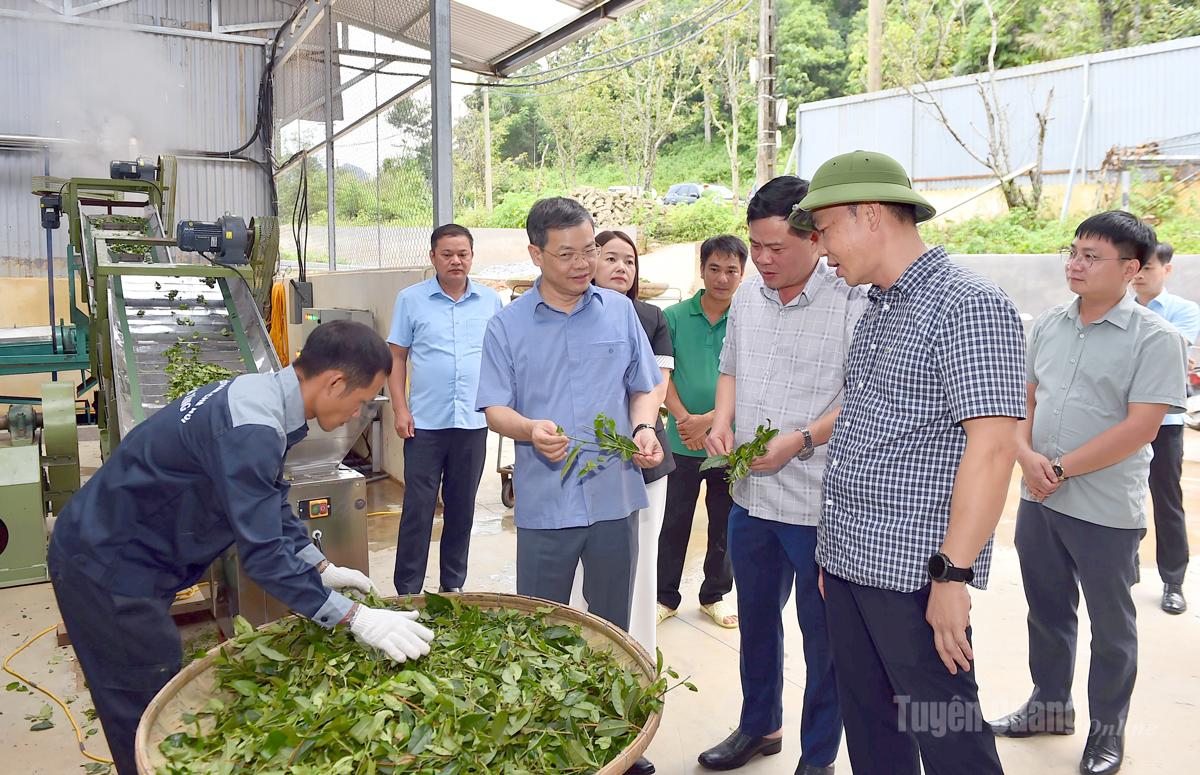 Chủ tịch HĐND tỉnh Nguyễn Văn Sơn khảo sát các mô hình chè tại xã Hồng Thái