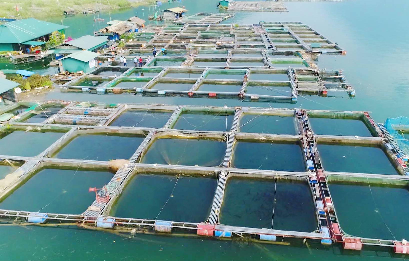 Triển khai truy xuất nguồn gốc nông, lâm, thủy sản giai đoạn 2026 - 2030 trên địa bàn tỉnh Tuyên Quang