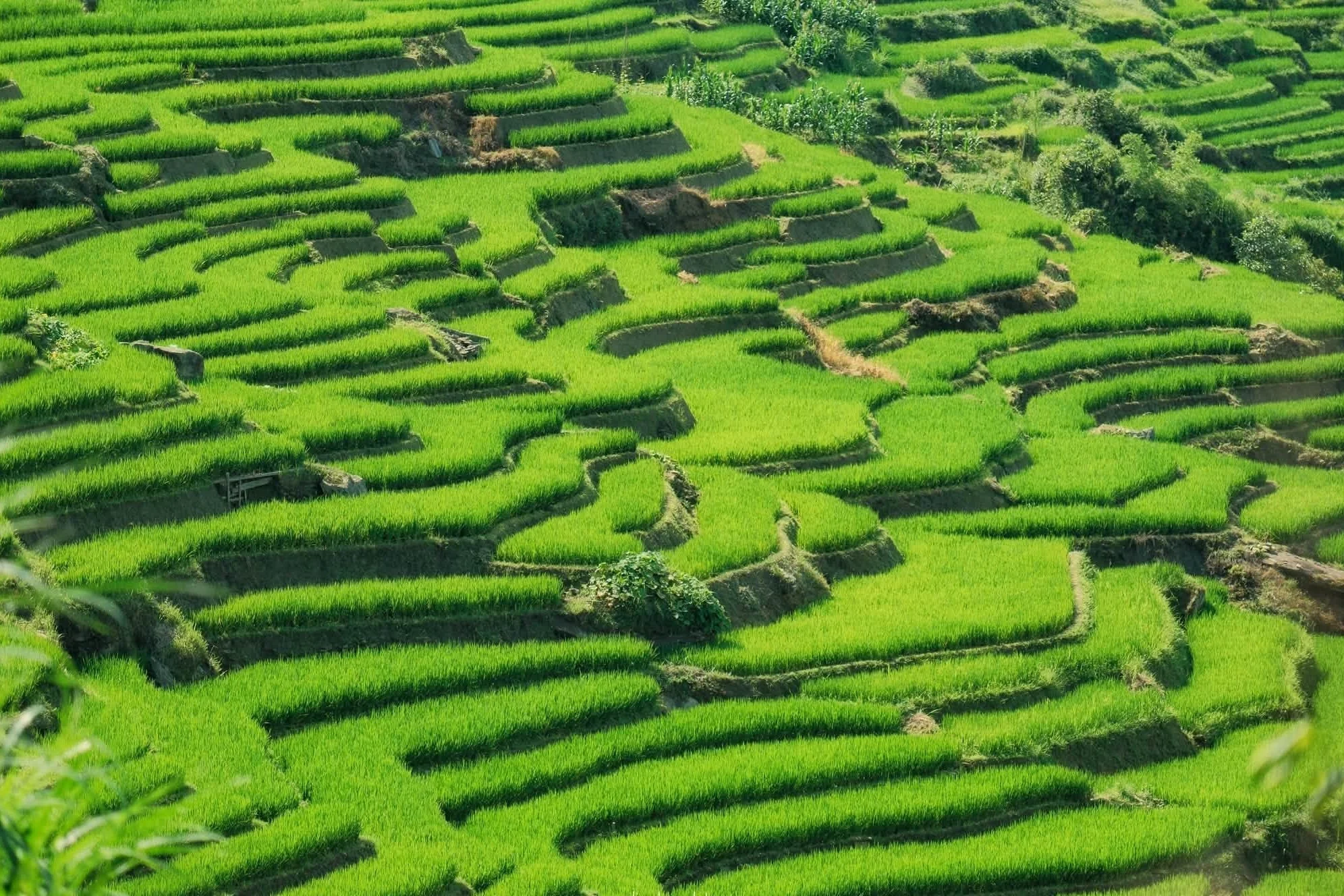 Mùa lúa xanh phủ kín ruộng bậc thang 'đẹp như tranh' ở Y Tý