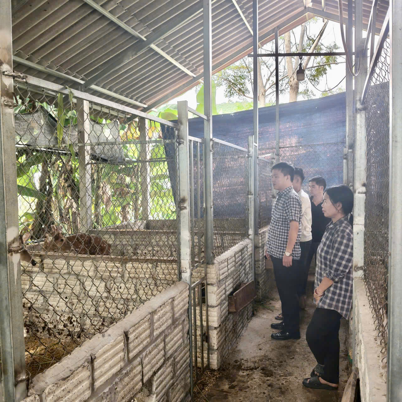 Đồng chí Nguyễn Thanh Tùng kiểm tra mô hình nuôi hươu sao lấy nhung tại thôn Đá Trơn