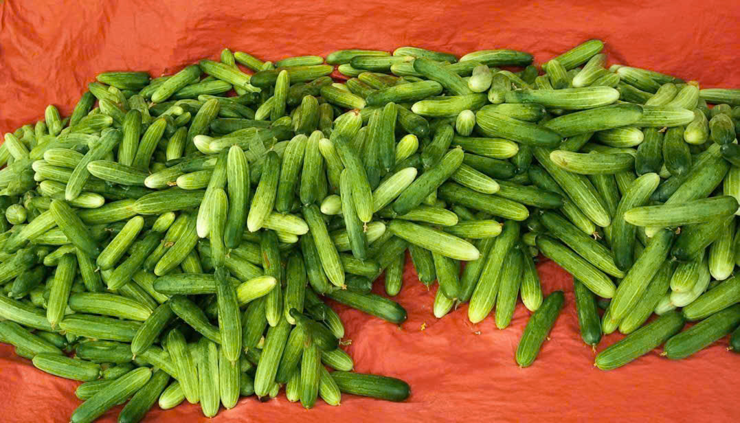Dưa 5.jpg
