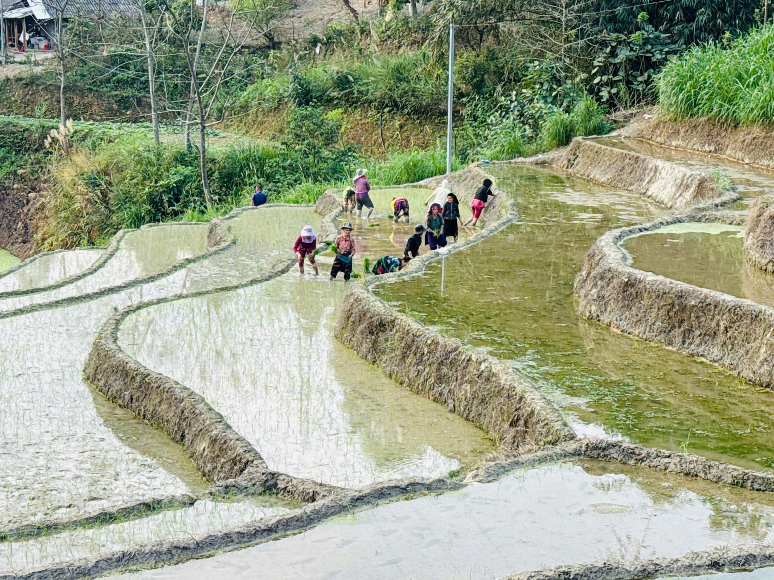 vụ xu&acirc;n 4.jpg