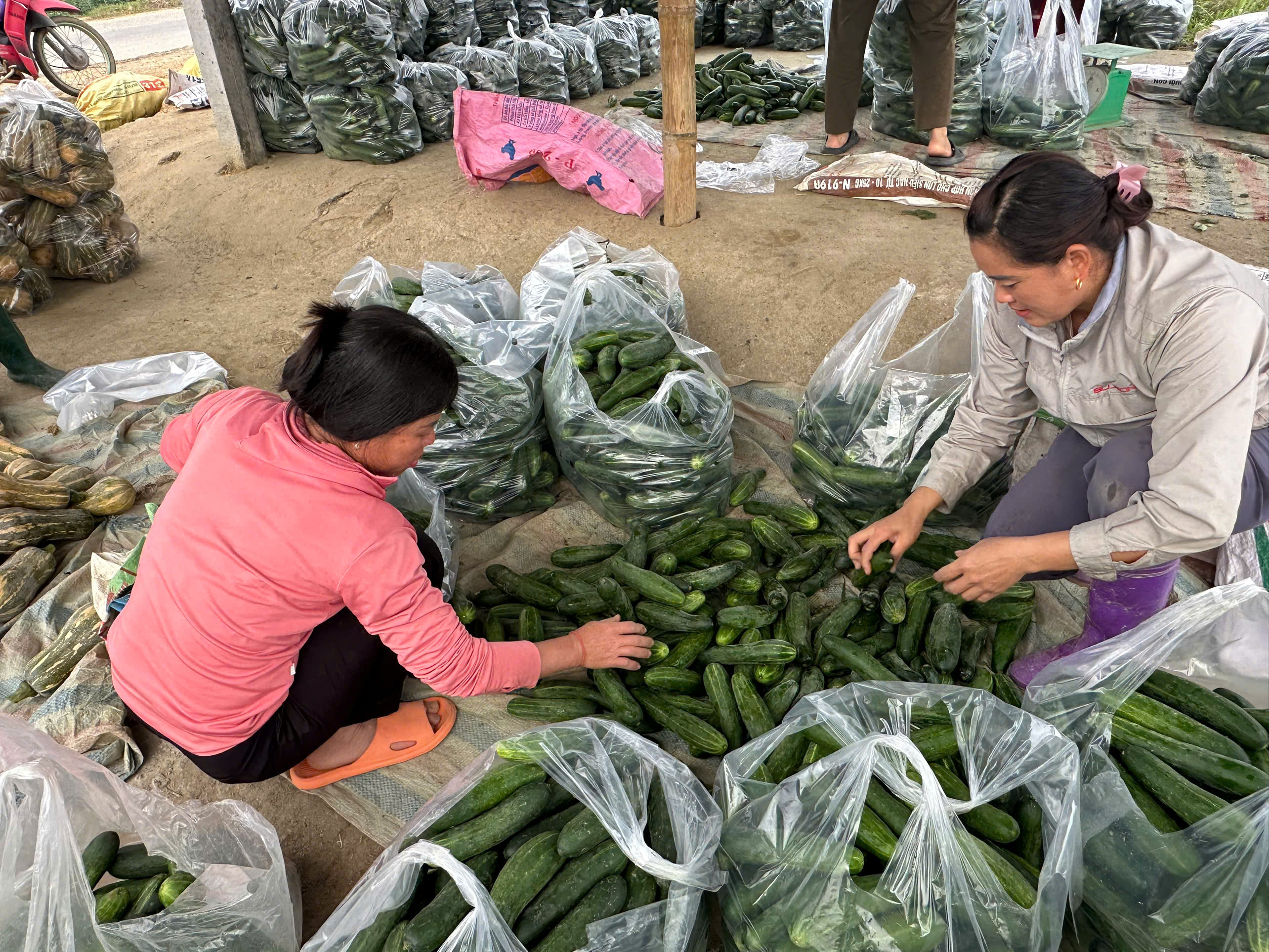 Nông dân thôn Lăng Hối xã Hòa An thực hiện hiệu quả liên kết chuỗi trong sản xuất nông nghiệp.