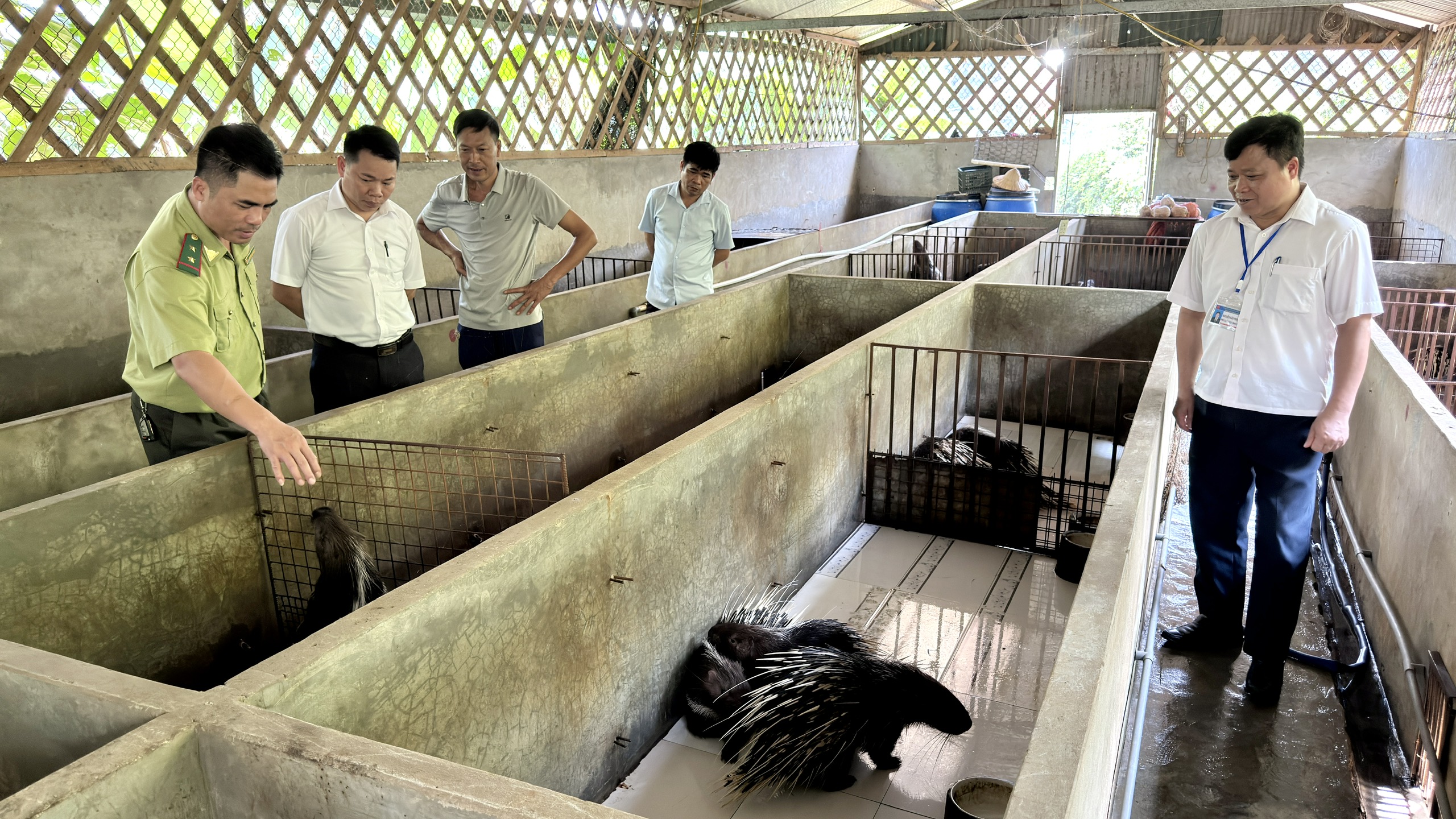 TỪNG BƯỚC HÌNH THÀNH LIÊN KẾT CHĂN NUÔI NHÍM TẠI XÃ YÊN PHÚ, HƯỚNG TỚI THÀNH LẬP HỢP TÁC XÃ CHĂN NUÔI