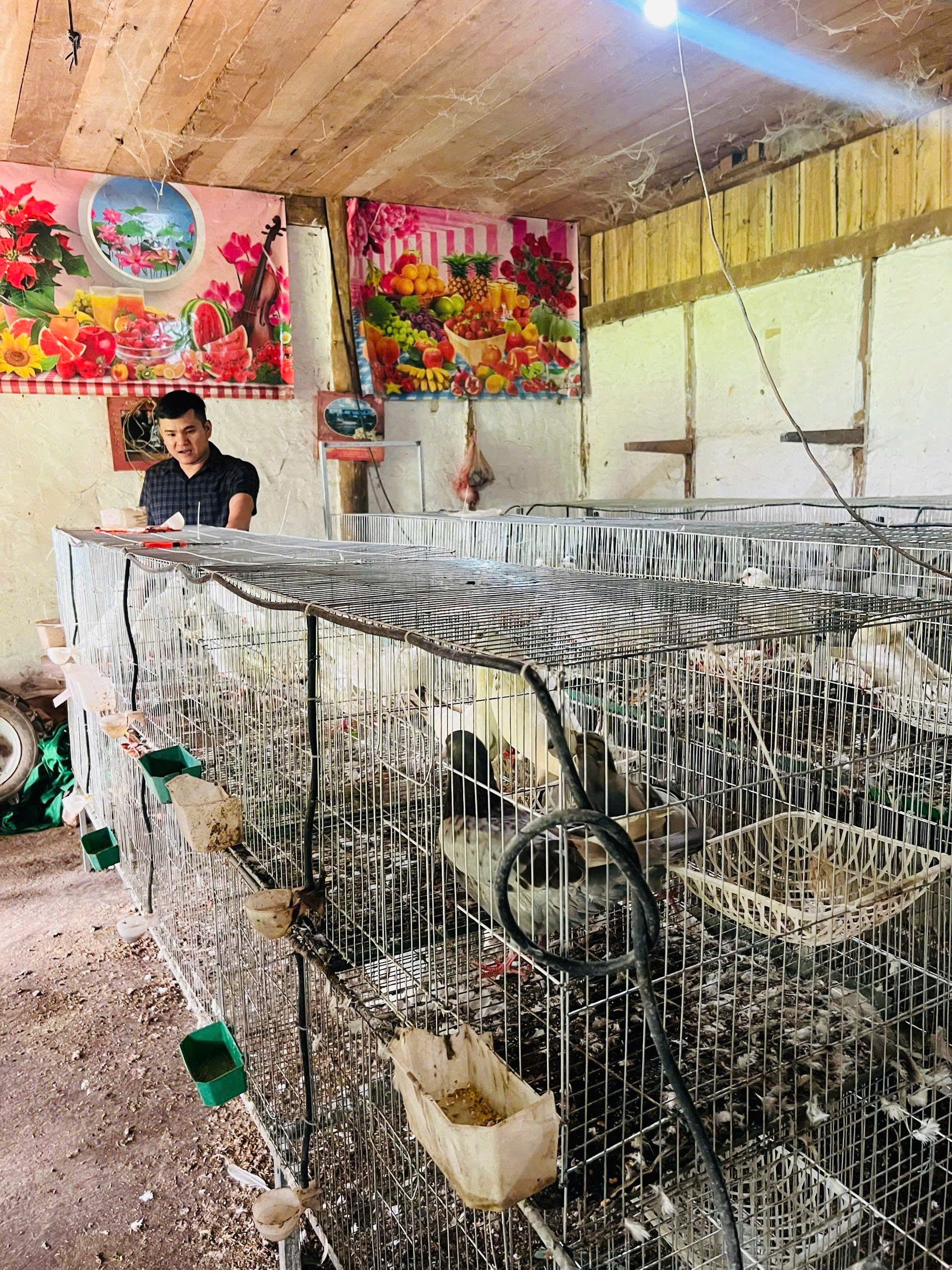 Hội Nông dân xã Việt Lâm thăm mô hình nuôi chim Bồ câu của hội viên Nguyễn Văn Khương