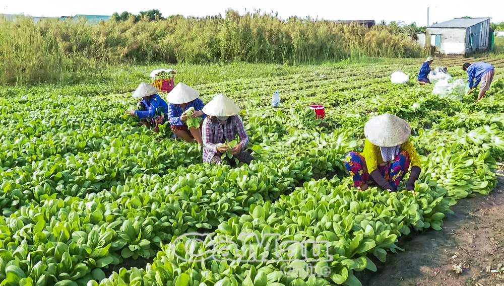 Đẩy mạnh phát triển mô hình trồng rau an toàn