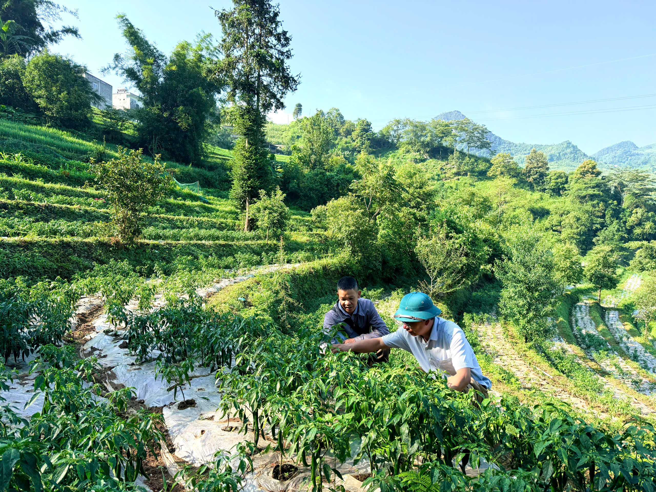 KHÔNG CHỈ CÓ GỪNG – MÁ LÉ ĐANG HÌNH THÀNH VÙNG CÂY TRỒNG ĐA DẠNG, MỞ HƯỚNG NÂNG CAO THU NHẬP CHO NGƯỜI DÂN
