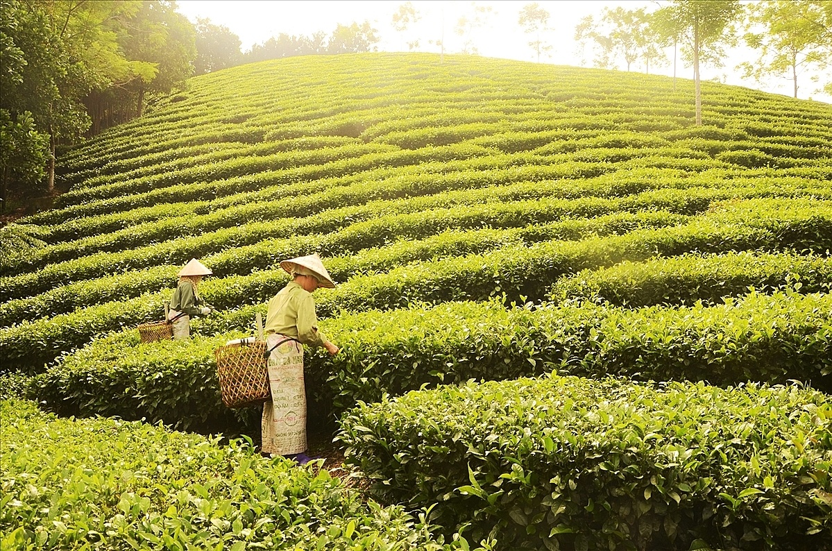 Sức bật nông thôn mới nhìn từ các mô hình kinh tế tập thể