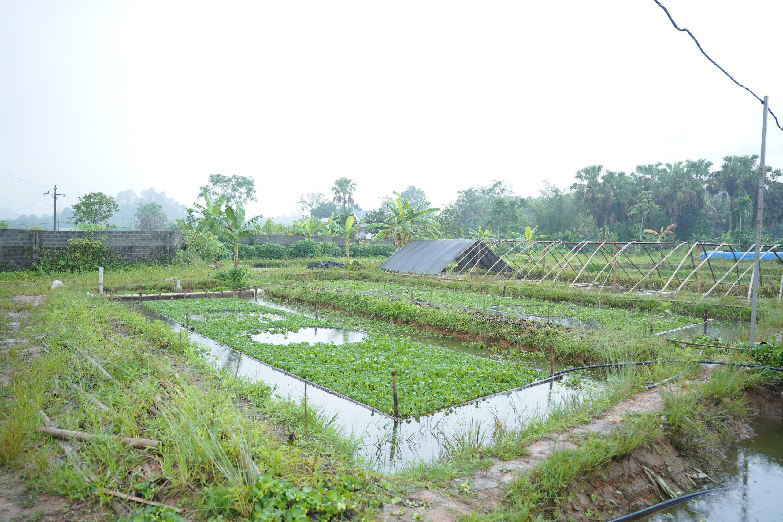 6.8.2026. ẢNH MÔ HÌNH ỐC NHỒI 5.jpg