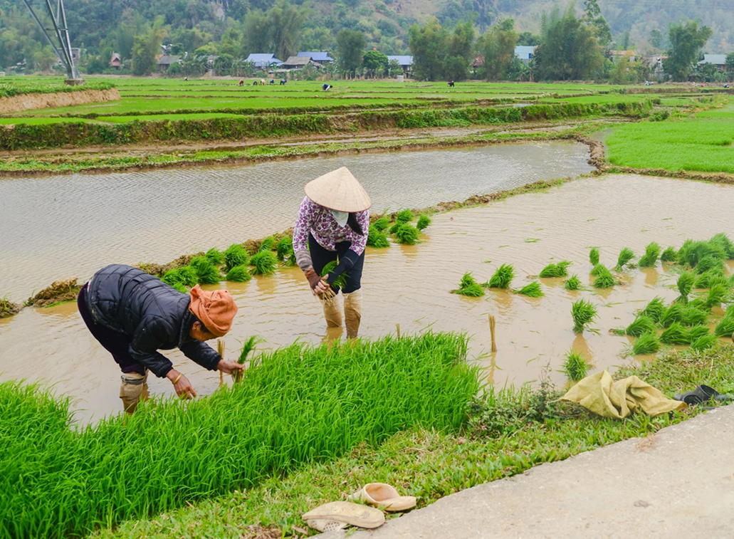 Trung tâm Dịch vụ công xã Phù Lưu hướng dẫn cơ cấu giống thời vụ vụ Xuân năm 2026