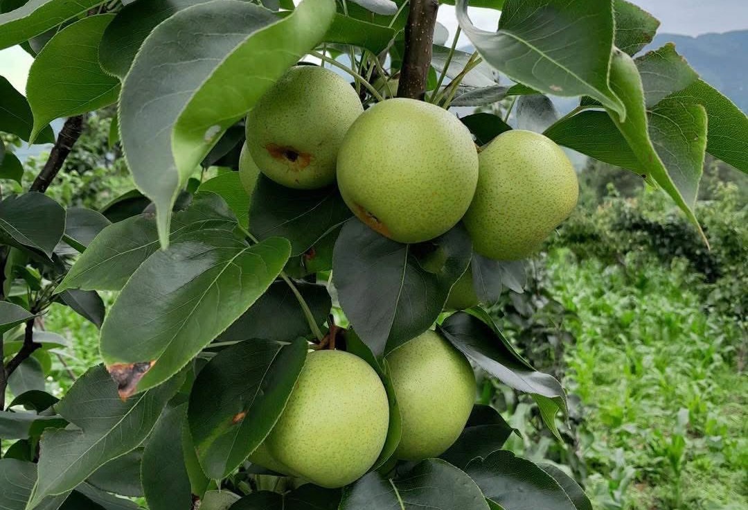 Vào mùa quả lê Tai Nung trên vùng Cao nguyên đá Đồng Văn