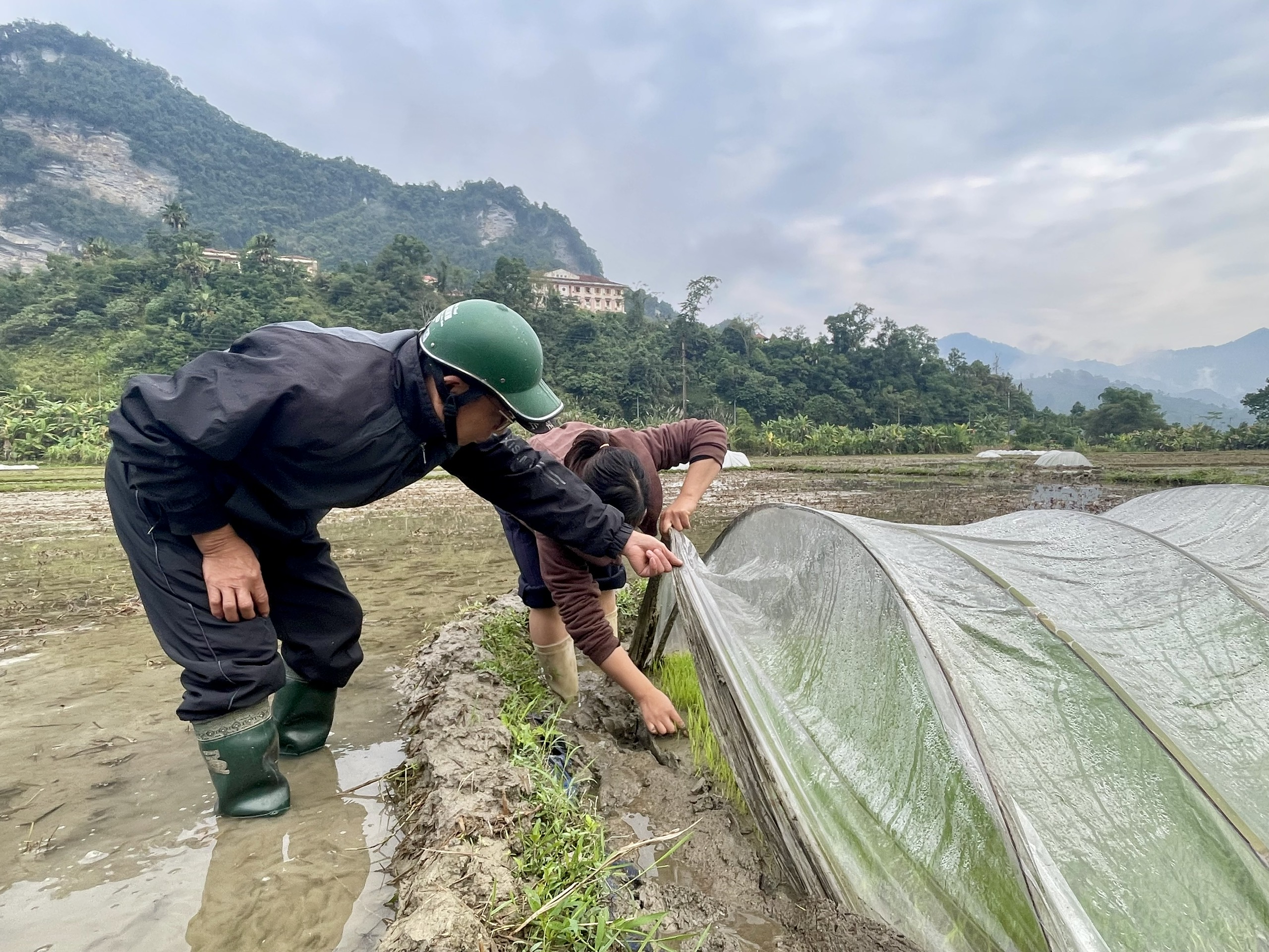 Lâm Bình chủ động phòng, chống rét cho cây trồng