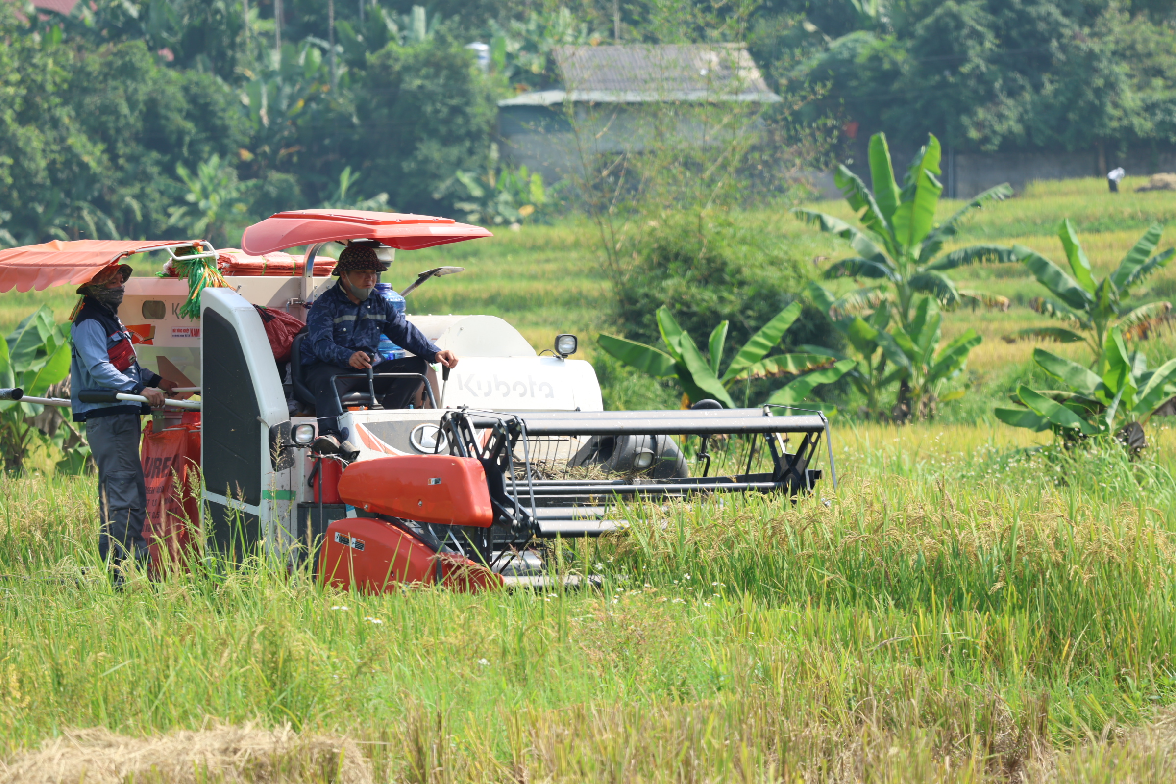 Lâm Bình tập trung thu hoạch lúa vụ mùa