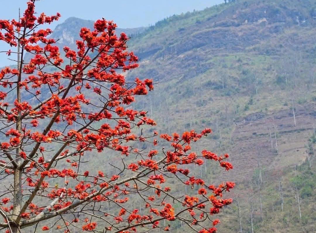 Hoa mộc miên ‘đỏ lửa’