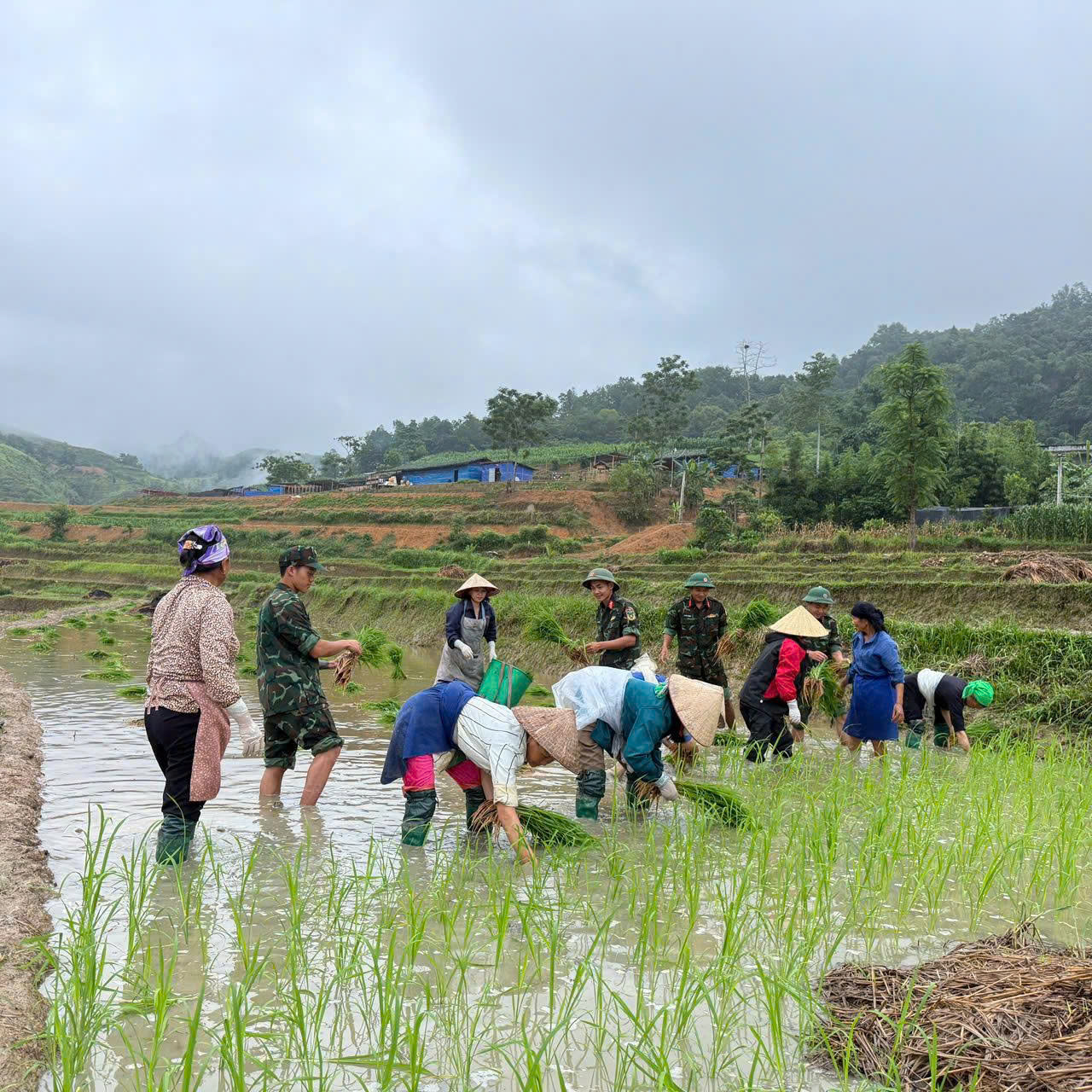 KHÔNG CHỈ RÀ PHÁ BOM MÌN, CÁN BỘ, CHIẾN SĨ SƯ ĐOÀN 304 CÒN CHUNG TAY VUN ĐẮP MÙA VÀNG CÙNG NHÂN DÂN BẠCH ĐÍCH