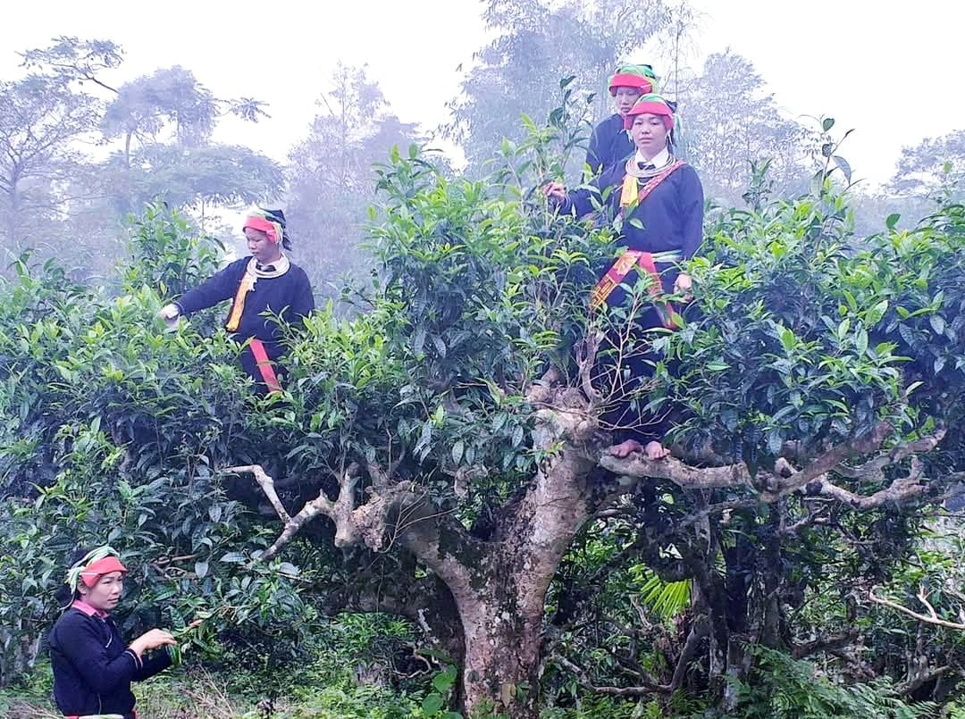 Chè shan tuyết cổ thụ, 'bảo vật' của xứ Tuyên