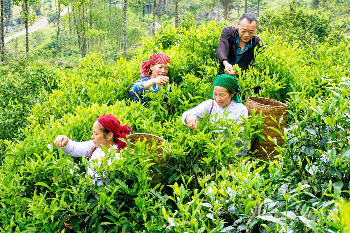 Preserving Lung Phin’s Ancient Tea Trees
