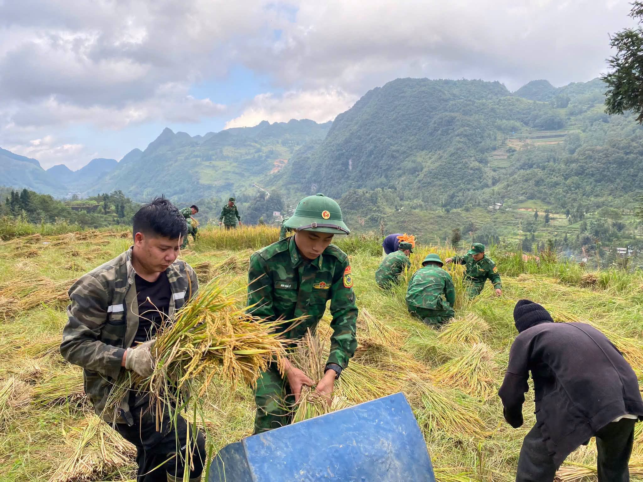 ĐỒN BIÊN PHÒNG PHÓ BẢNG HỖ TRỢ NHÂN DÂN THU HOẠCH LÚA VỤ MÙA