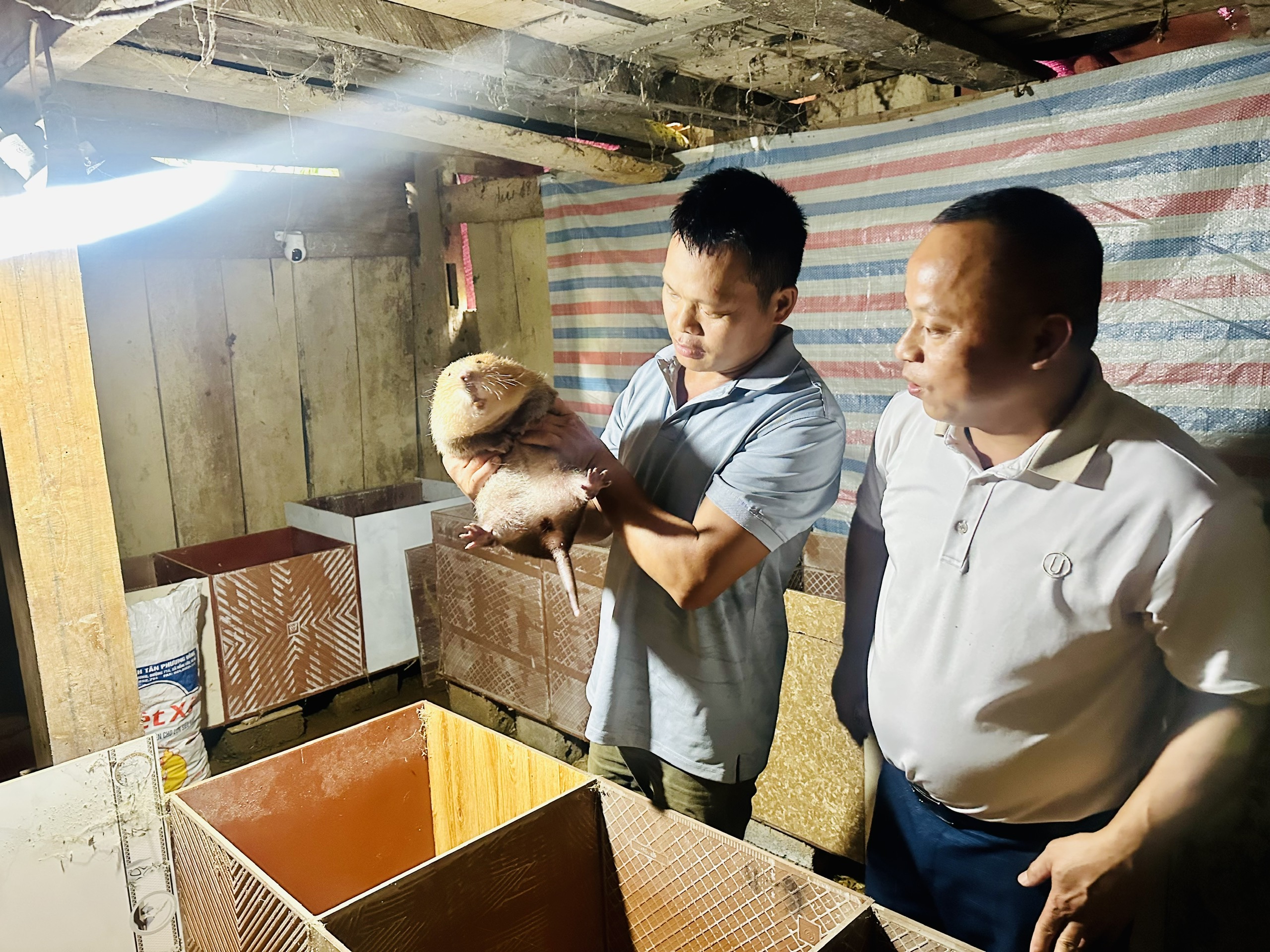 Nuôi dúi thương phẩm – mô hình kinh tế triển vọng ở xã Bạch Ngọc