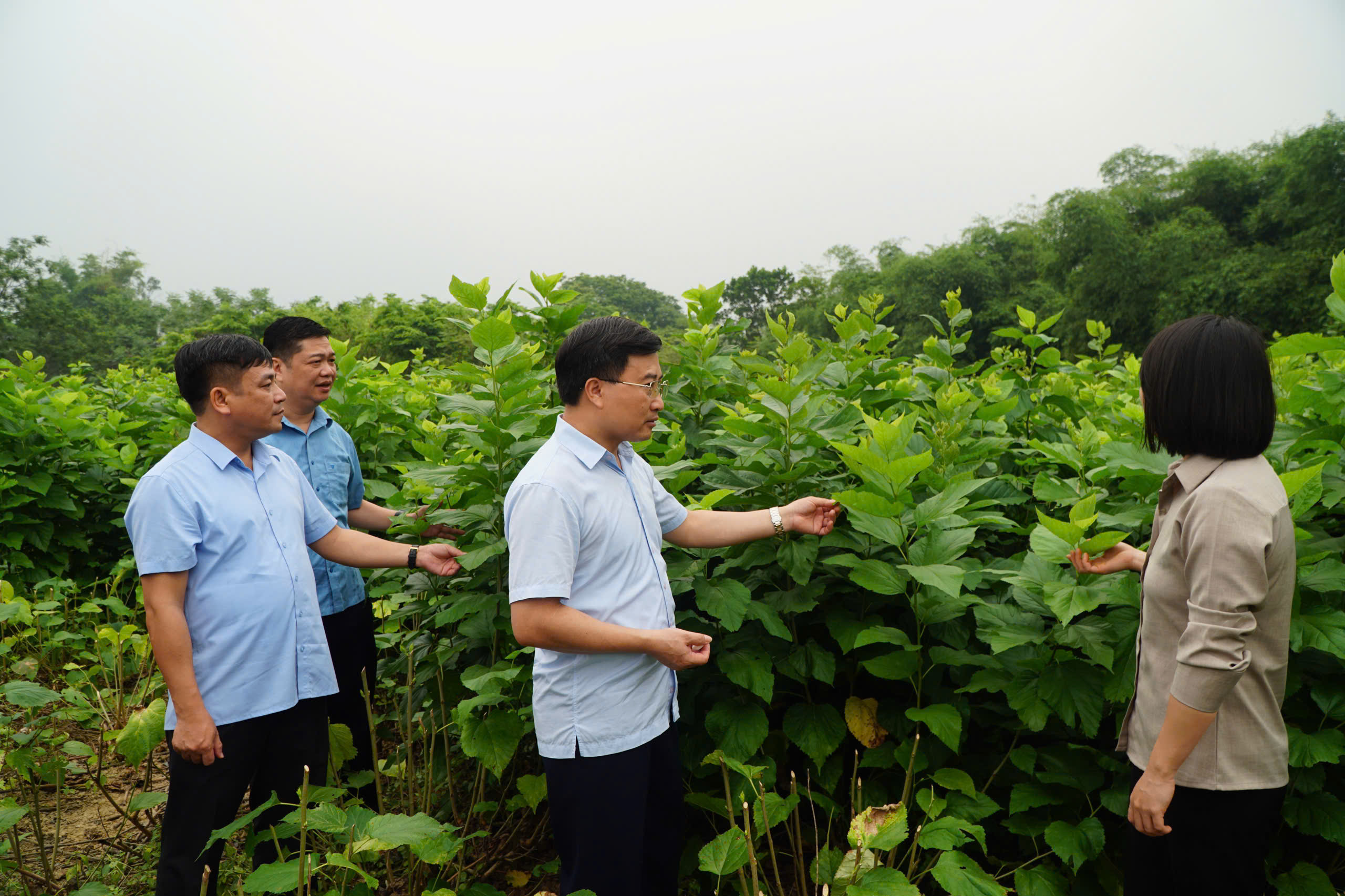 Sở Nông nghiệp và Môi trường khảo sát, trao đổi phương án phát triển vùng trồng dâu và nuôi tằm trên địa bàn tỉnh Tuyên Quang