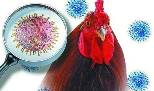 Các giải pháp phòng chống bệnh cúm A/H5N1 lây truyền từ gia cầm sang người
