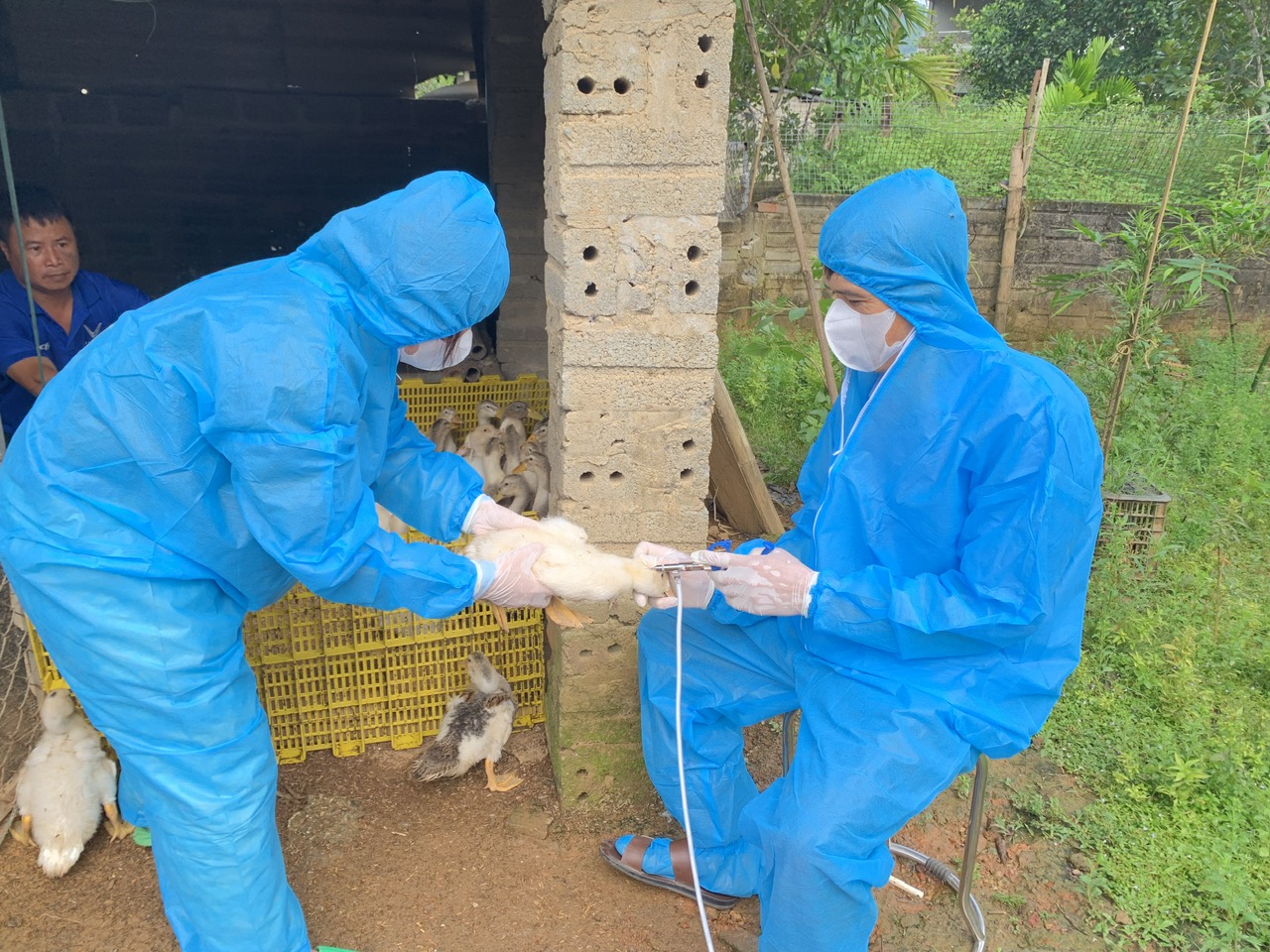 Tân Quang triển khai tiêm phòng vắc xin Cúm gia cầm A/H5N1 bao vây ổ dịch