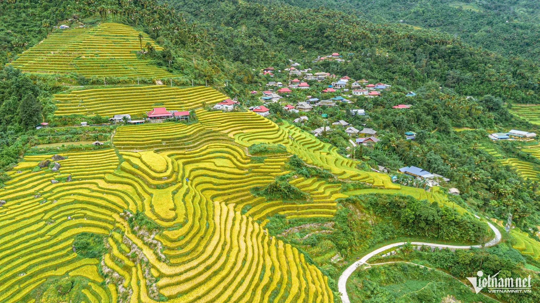 Không cần đến Su Phì, vẫn ngắm ruộng bậc thang vàng rực ở Khuổi My