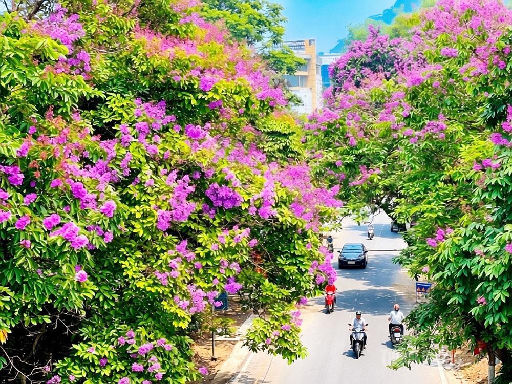 Sắc tím Bằng lăng