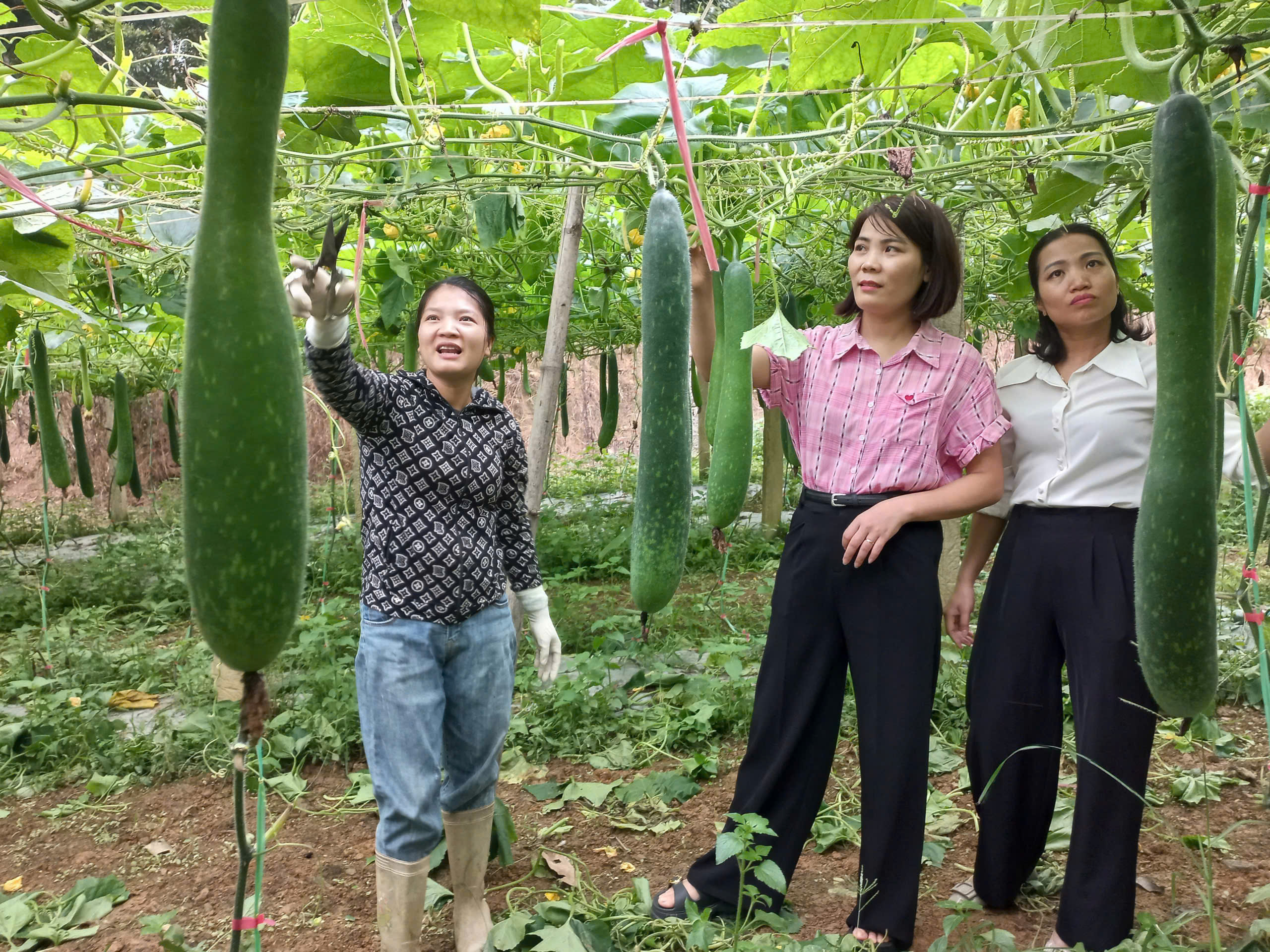 Mỗi năm thu nhập trên 100 triệu đồng từ trồng rau