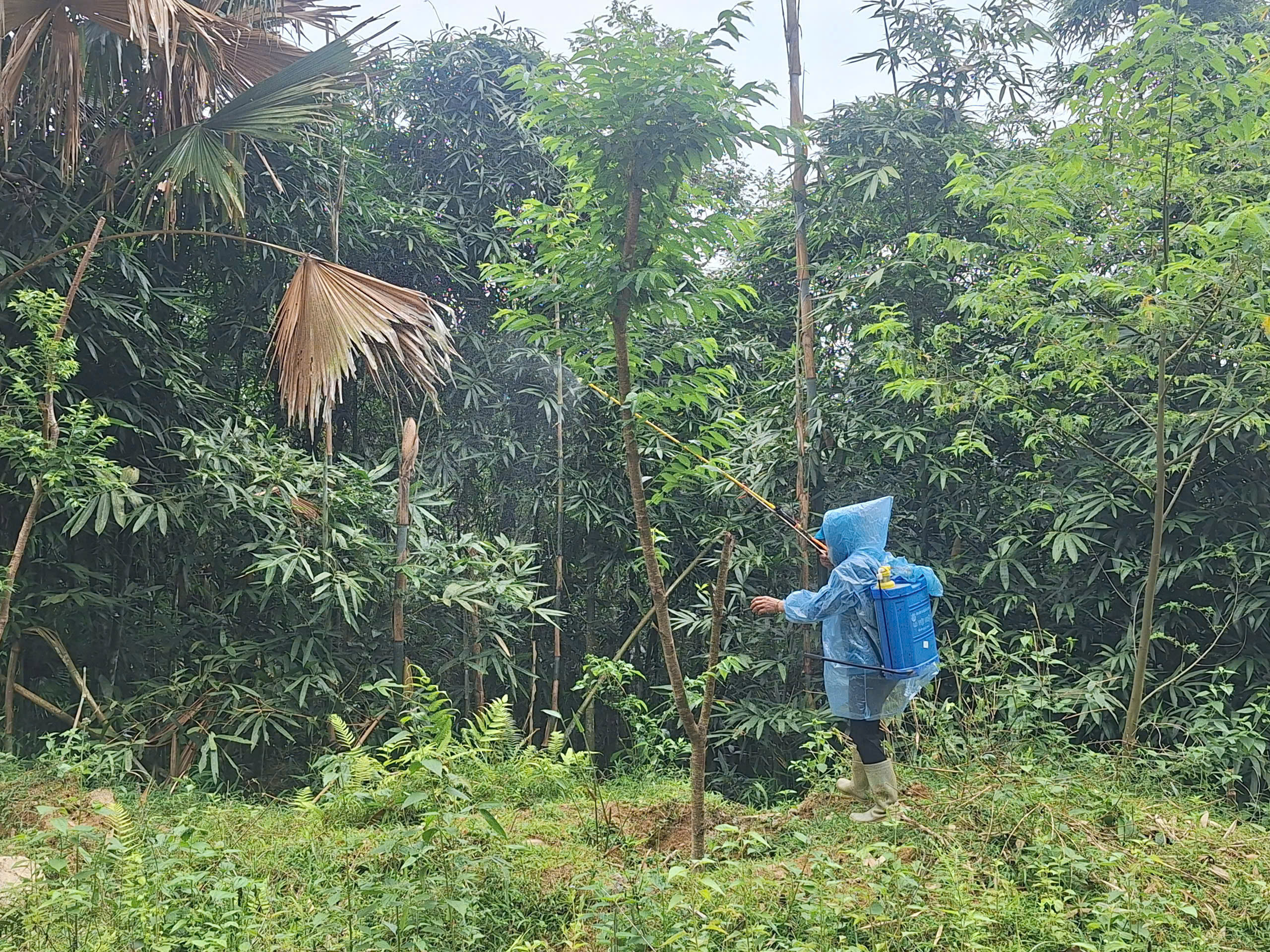Phường Hà Giang 1 Duy trì chăm sóc hàng cây Mai Anh Đào