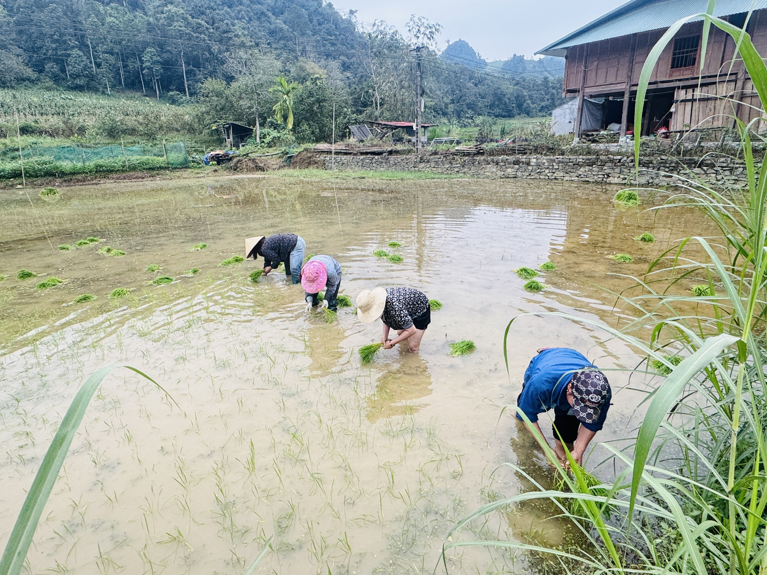 vụ xuân 3.jpg