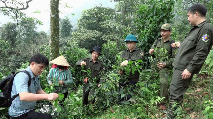 Xã Bắc Quang khảo sát phát triển chè Shan tuyết cổ thụ tại thôn Tân Sơn