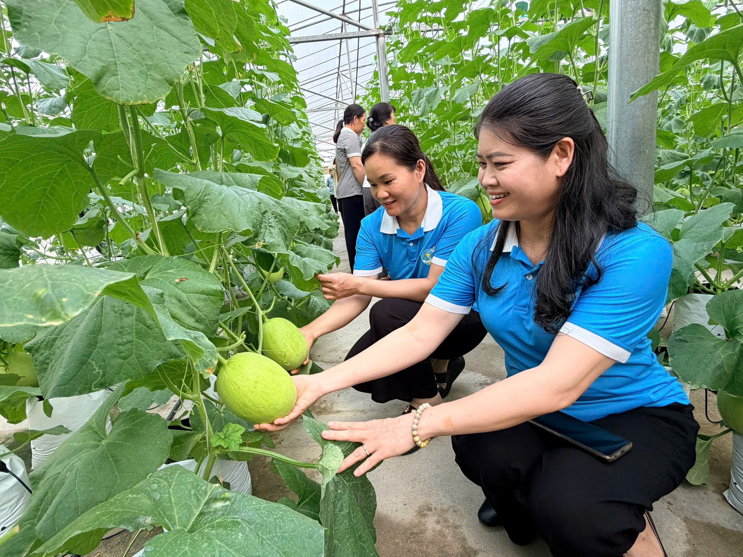 HỘI LHPN XÃ THANH THỦY THAM QUAN, HỌC TẬP MÔ HÌNH TRỒNG DƯA TRONG NHÀ LƯỚI TẠI THÔN GIANG NAM. 