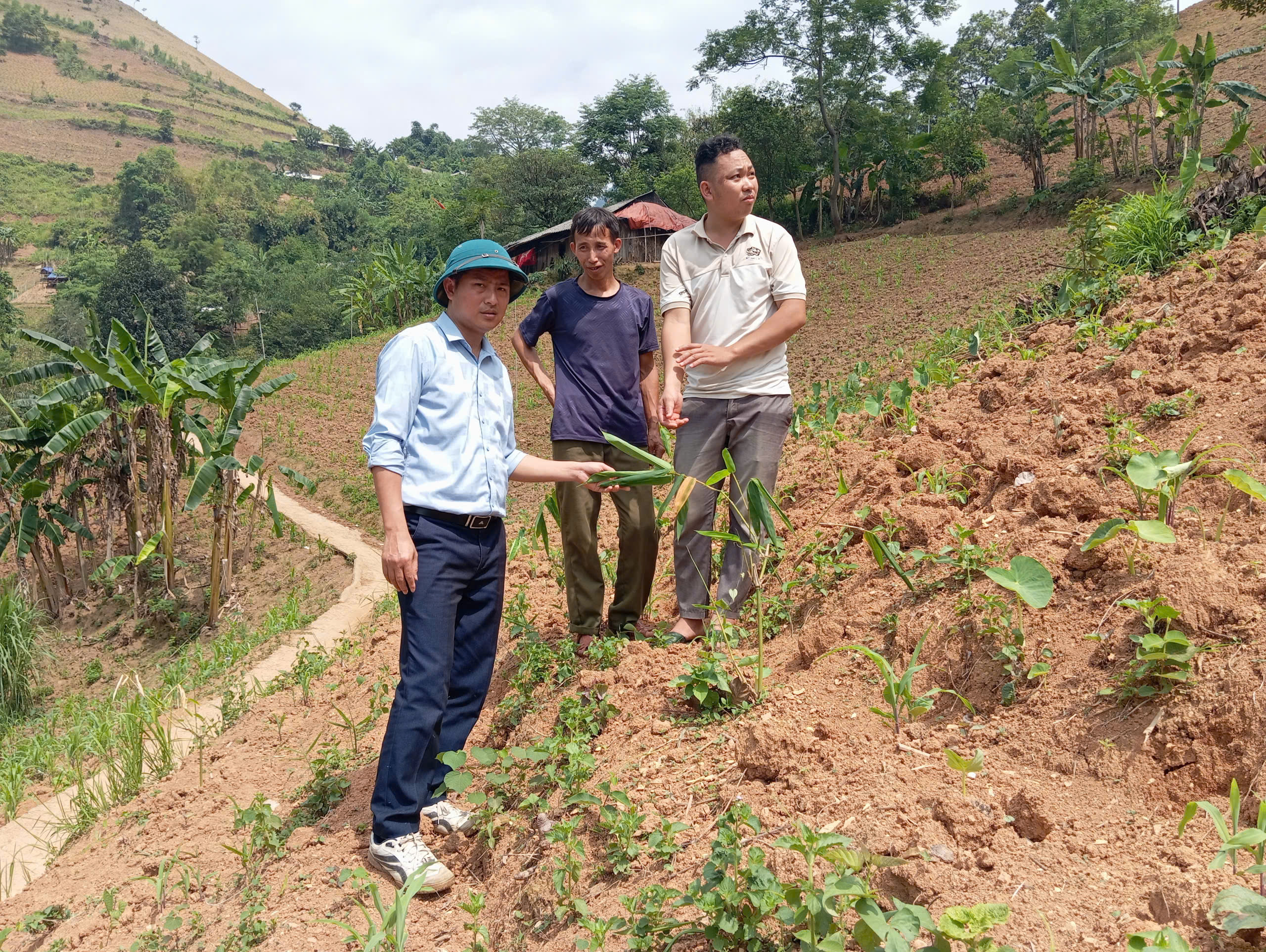 Đồng chí Nông Văn Ngay, Phó Chủ tịch UBND xã kiểm tra tình hình cây trồng tại thôn Khâu Vai và Pó Ngần