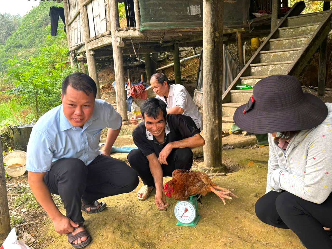 Khởi đầu mới từ mô hình nuôi gà ri lai ở xã Vĩnh Tuy