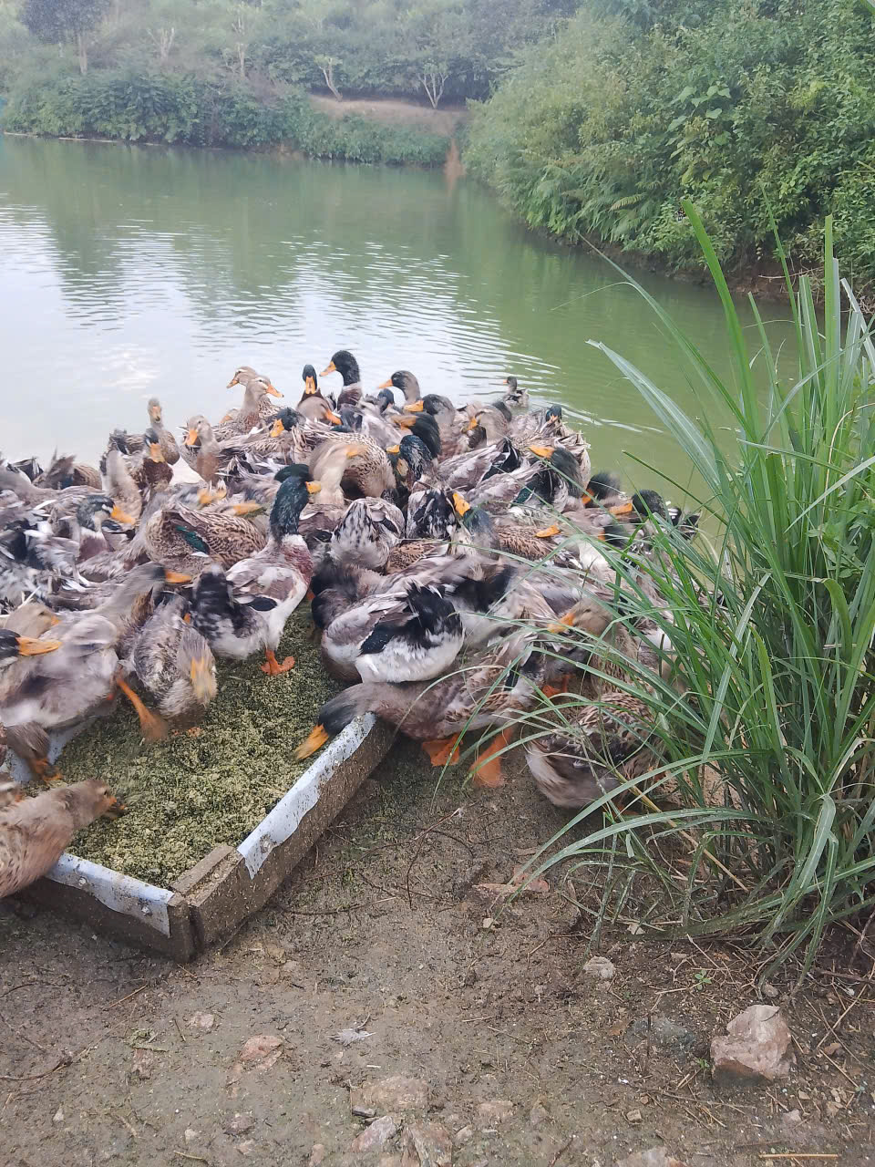 Xã Hùng Đức đẩy mạnh quảng bá, giới thiệu các sản phẩm chăn nuôi chủ lực của địa phương