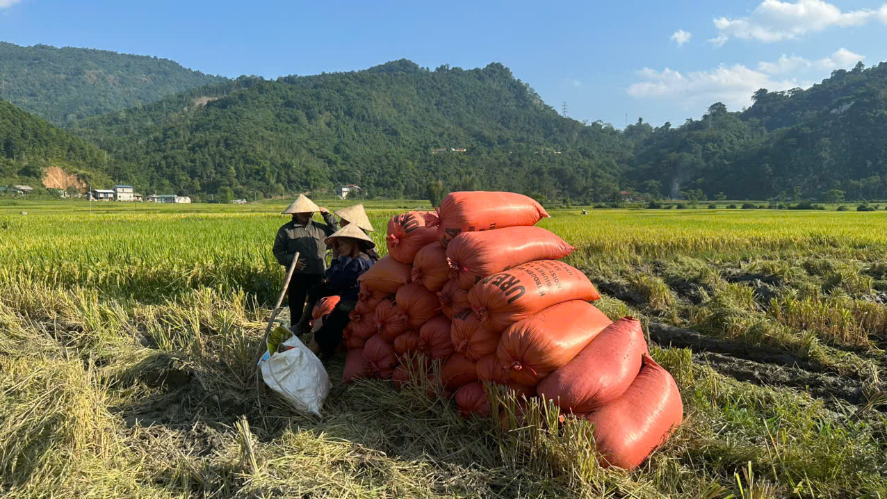 gặt 9.jpg
