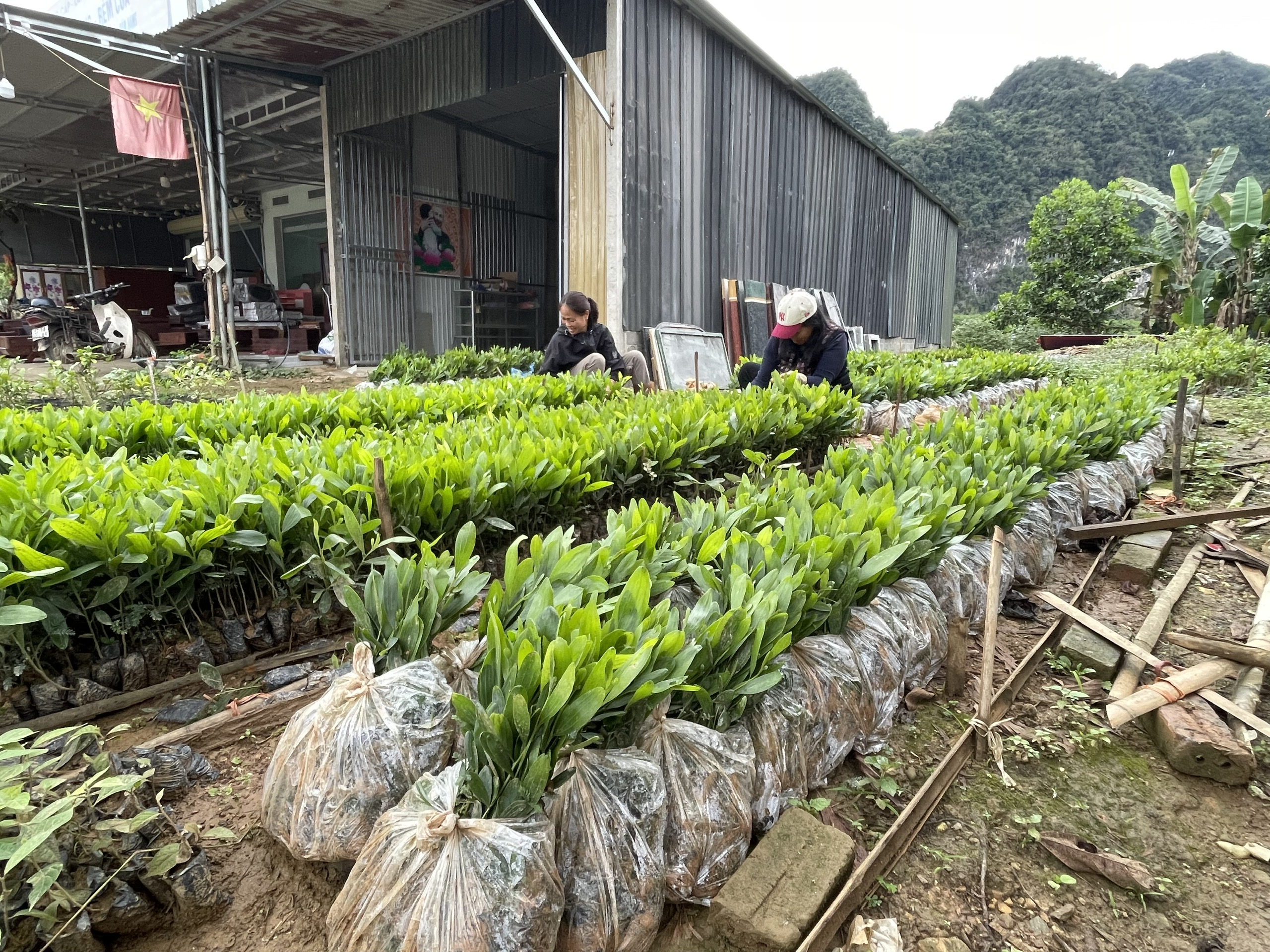 Xã Minh Quang phấn đấu trồng mới 220 ha rừng tập trung trong năm 2026