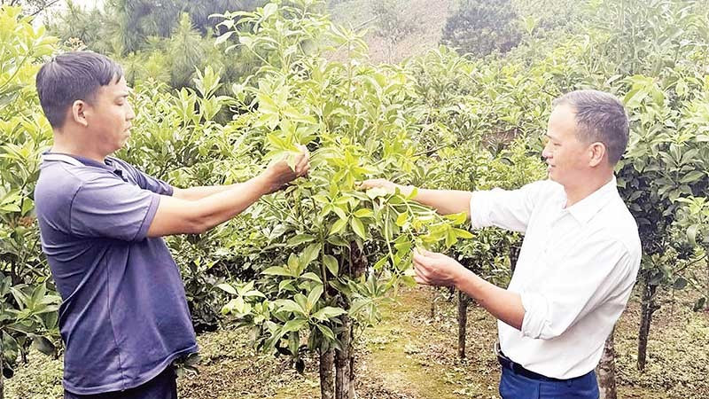 Cây xóa nghèo của đồng bào vùng cao