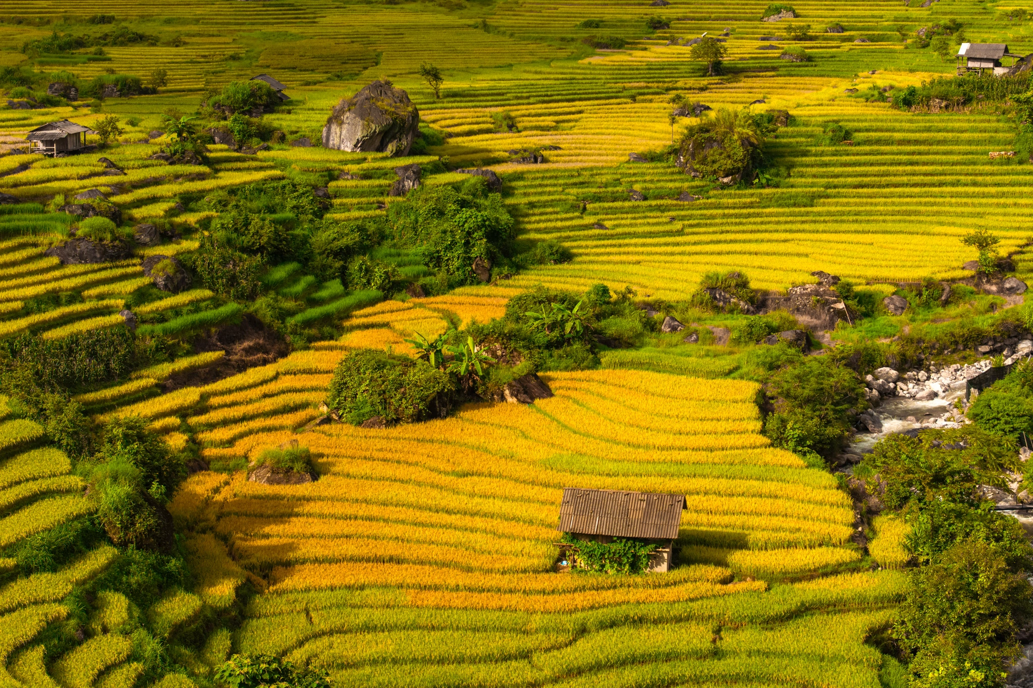 Nậm Cang vào mùa lúa chín