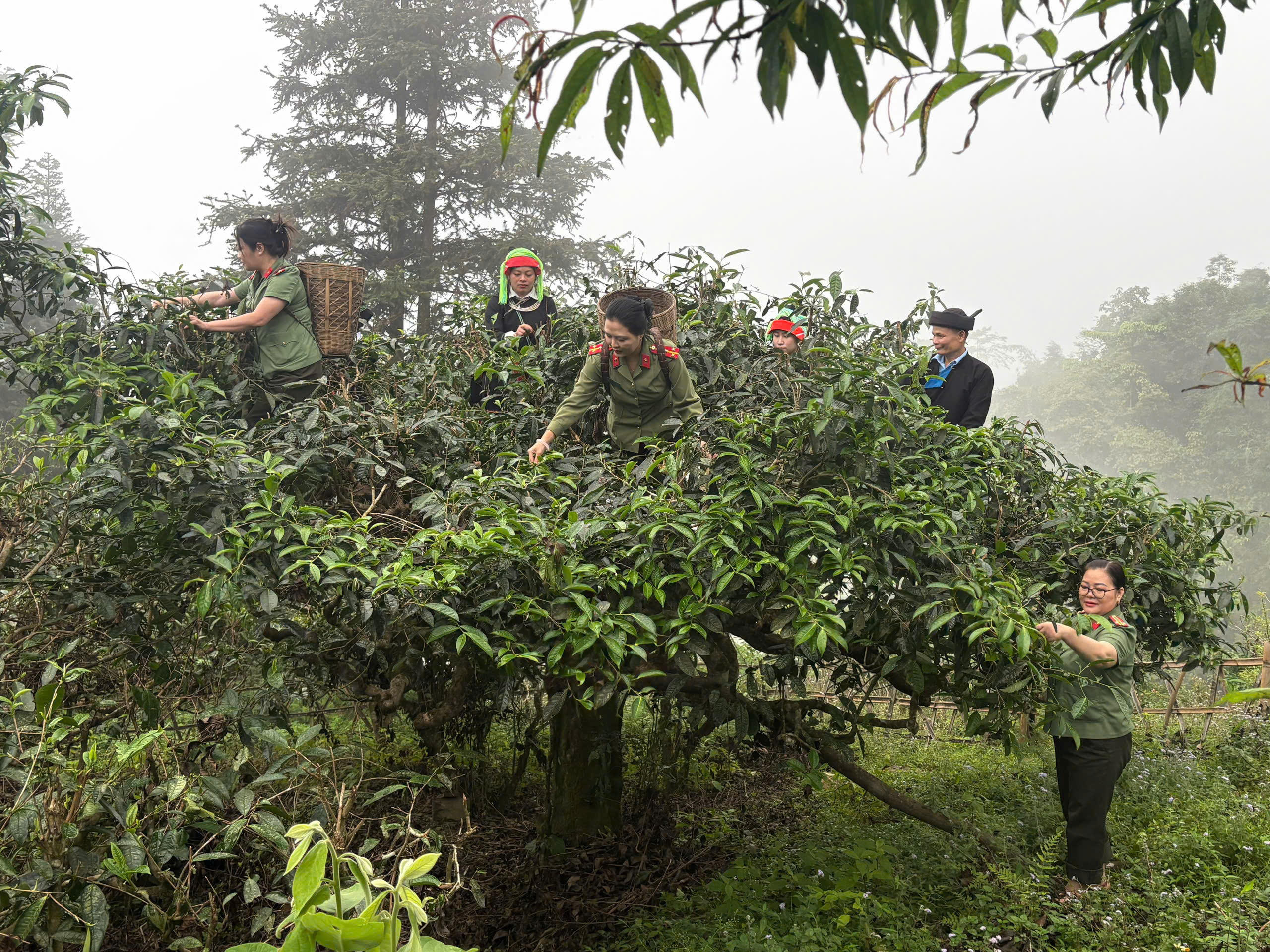 CÔNG AN XÃ THANH THUỶ HỖ TRỢ NHÂN DÂN TRONG VỤ CHÈ XUÂN 2026