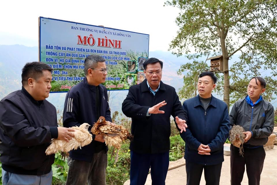 Lãnh đạo xã Đồng Văn thăm quan mô hình nuôi gà dược liệu