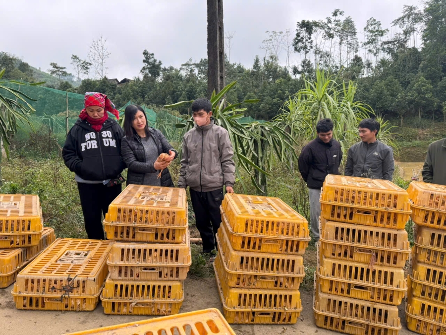 khuyên nông giao gà 1.jpg