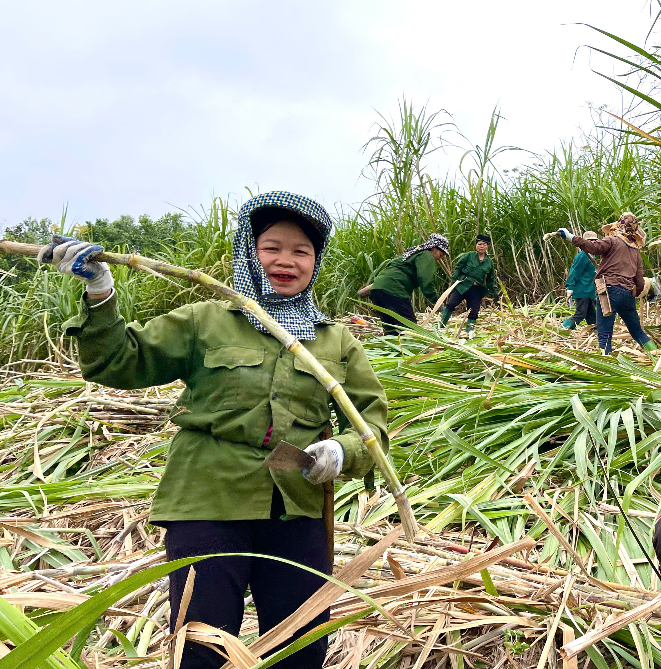 NÔNG DÂN XÃ BẠCH XA PHẤN KHỞI THU HOẠCH MÍA, NĂNG SUẤT CAO – GIÁ THU MUA ỔN ĐỊNH